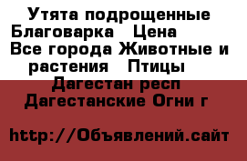 Утята подрощенные Благоварка › Цена ­ 100 - Все города Животные и растения » Птицы   . Дагестан респ.,Дагестанские Огни г.